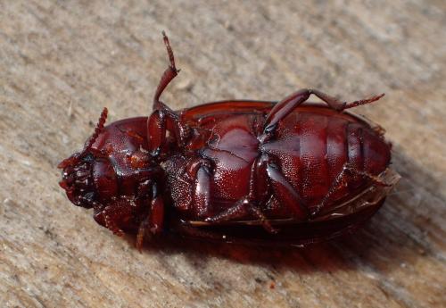Uloma culinaris